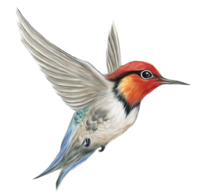 73cbio white flying bird illustration transparent wings flight nature