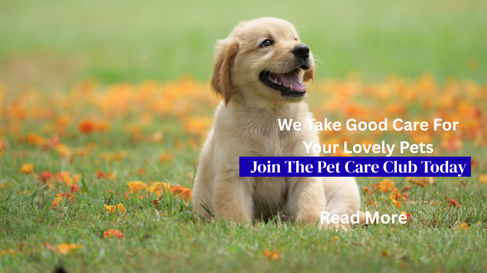 we take good care for your lovely pets