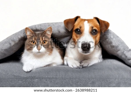 jack russell dog cat look 450w 2638988211
